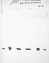 Merismodes anomala image